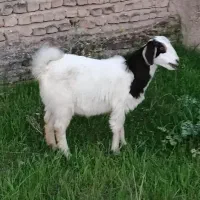 بزغاله دوقلو هردو ماده
