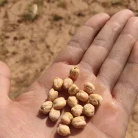 نخود درشت برای بذر