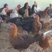 خروس