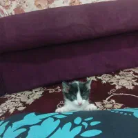 گربه بازیگوش