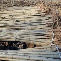 نهال صنوبر نیگ ترکیه پاشاپور