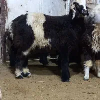 16 بره  درجه یک و پاک جنس لوکس بره نو