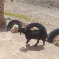 کل. (تروشک) چاق