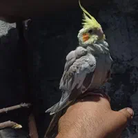 طوطی عروس هلندی