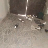 کفتر|پرنده|قائن, |دیوار