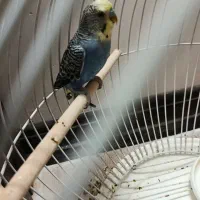 مرغ عشق نر بالغ