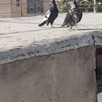 کبوتر