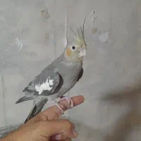 عروس هلندی ماده