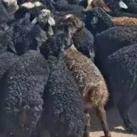 بره پای پروار
