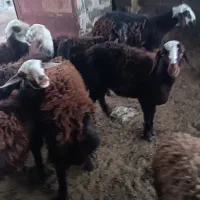 کاوربره