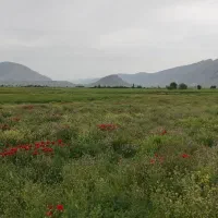 جو محلی درجه یک مخصوص بذر