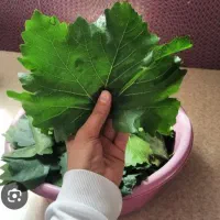 برگ دلمه
