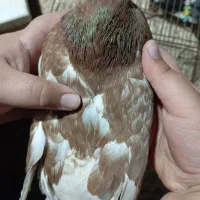 کبوتر پلاکی و سرخ