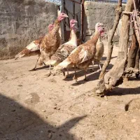 فروش بوقلمون ماده  تخم گذار کردی