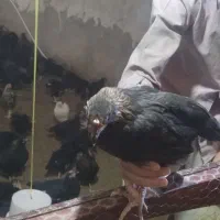 جوجه طاقچه (نمیچه)65روزه بومی نژاد جهادی