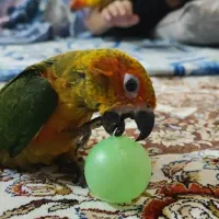 جوجی جوجه طوطی خورشیدی گم شده