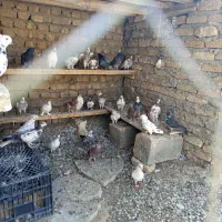 باسلام کبوتر