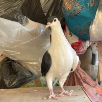 کفتر ساده افغانی
