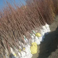 نهال چن ساله|گل و گیاه طبیعی|شاندیز, |دیوار