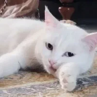 واگذاری گربه