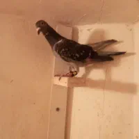 کفترصید|پرنده|مشهد, کارگران|دیوار