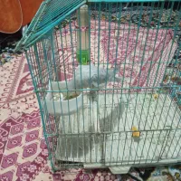 یک دونه عروس هلندی نر