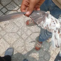 کبوتر قیمت توافقی