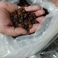 کشمش|خوردنی و آشامیدنی|زنجان, |دیوار