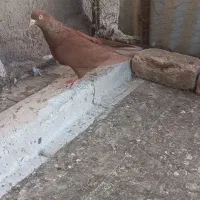 سرخ ماده بی کاکل