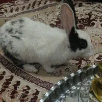 خرگوش