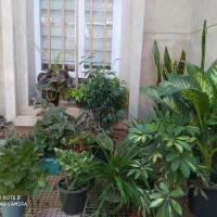 تعدادی گل طبیعی برای فروش
