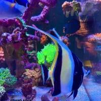 ساخت آکواریوم های لوکس وحرفه ای آب شور، شیرین پلنت