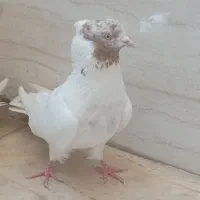 کبوتر ماهرو پرشی