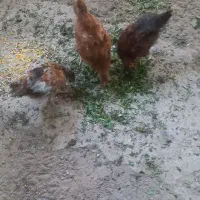 ۳ عدد نیمچه مرغ