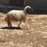 بره ماده