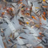 ماهی کوی
