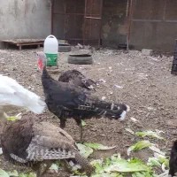بوقلمون تخم گذار  6 عدد