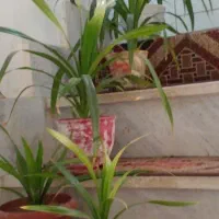 پاندانوس طبیعی