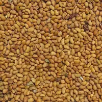 بذر یونجه