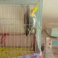 کپسول اکسیژن یک جفت عروس کار داده