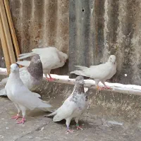 کفتر پرشی