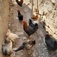 توافقی