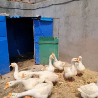 قوغاز اصل