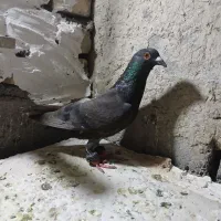 کفتر