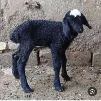 بره شیری ایخم