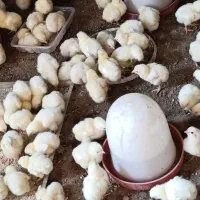 جوجه