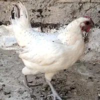 لاکندزی، استرالوپ، گلین