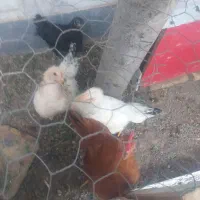 یک خروس وسه تامرغ ۵ماهه سرحال خانگی