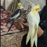 عروس هلندی