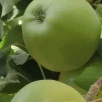 باغ ویلا در نعمت الله
